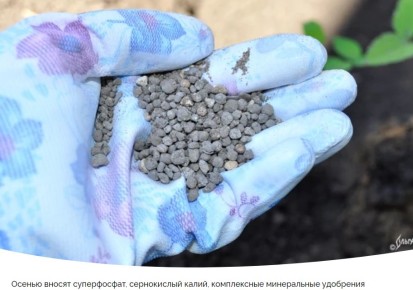 Осенние удобрения: как подготовить фруктовые деревья и ягодные кустарники к зиме