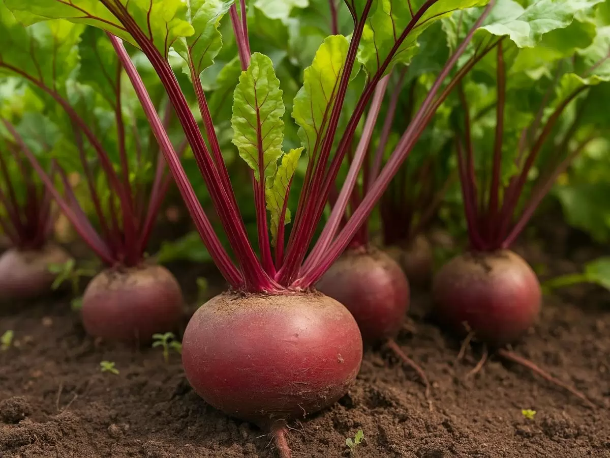 Август — время волшебства для ваших свекольных грядок