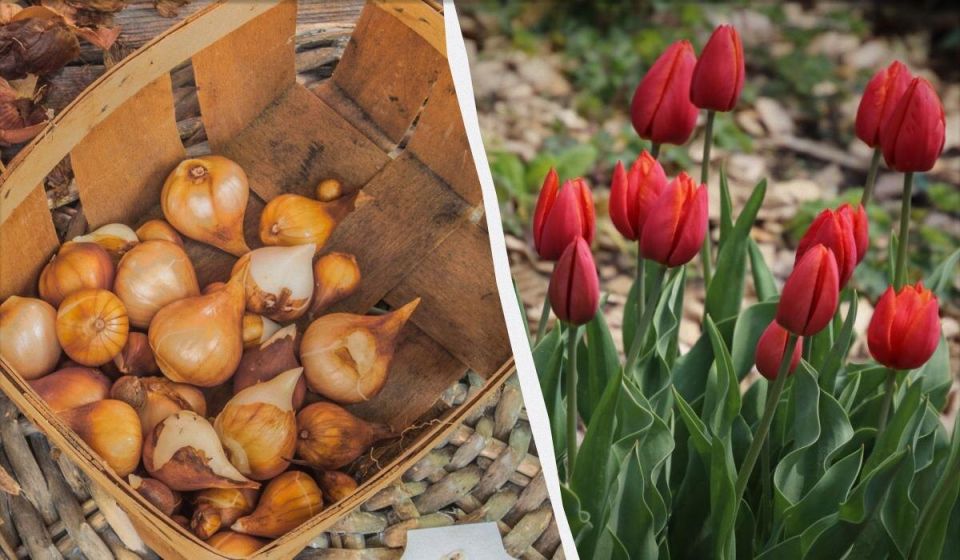 ��� ��������� ���������� �������� ������: ������� ��������� �����������