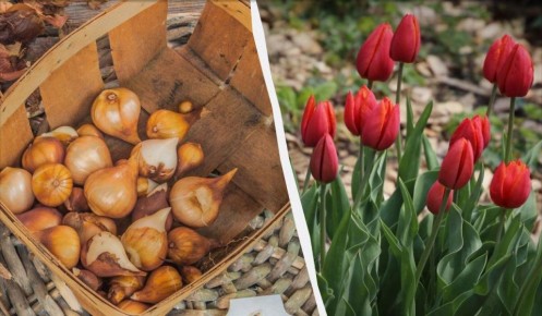 Как правильно высаживать тюльпаны осенью: секреты успешного выращивания