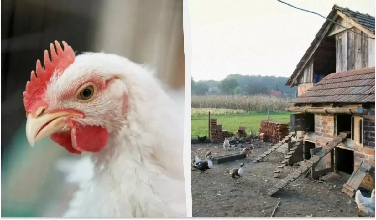 Как подготовить курятник к зиме: практическое руководство для заботливых хозяев