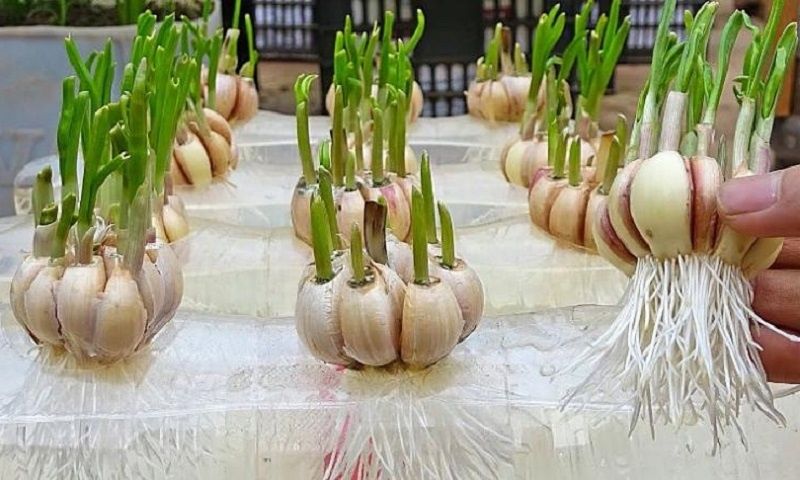 ��� ��������� ��������� ������ �� ������� � ��������: ����� ����� ���������� ��������������