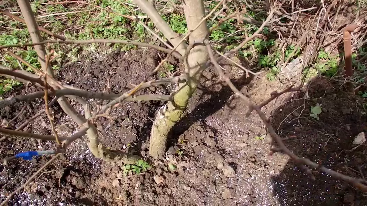 Секрет сладких плодов: как гипс спасает яблони и груши от безвкусицы