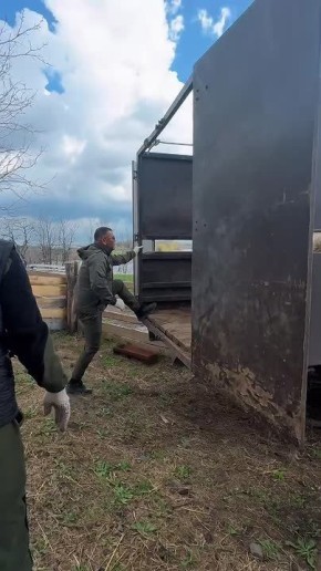 В «Малинках» появились новые обитатели — белые верблюдицы