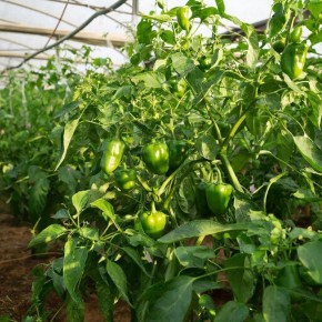 Идеальные соседи для перца в теплице: секреты успешного урожая