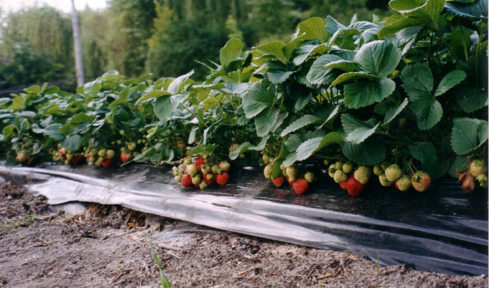 ������ ����� ����: ������ ������ �������� � �����