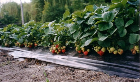 Летний сезон ягод: полный урожай здоровья и вкуса