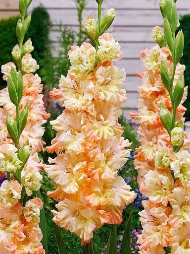 ����������: ����� ������� ��� ������ ���� ���� ������