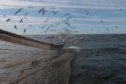 Медузы могут разорить судовладельцев, добывающих хамсу в Азовском море