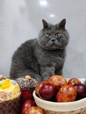 А кто это у нас тут? Кот-блогер Федя и его новый друг Феликс тоже встречают Пасху!