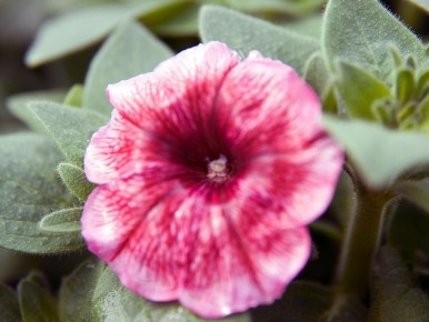 �������: ��� �������� � ������� �� ������� � ������� �������� ��������