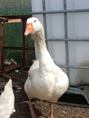 � ����� ����� ���������� ��������� ������