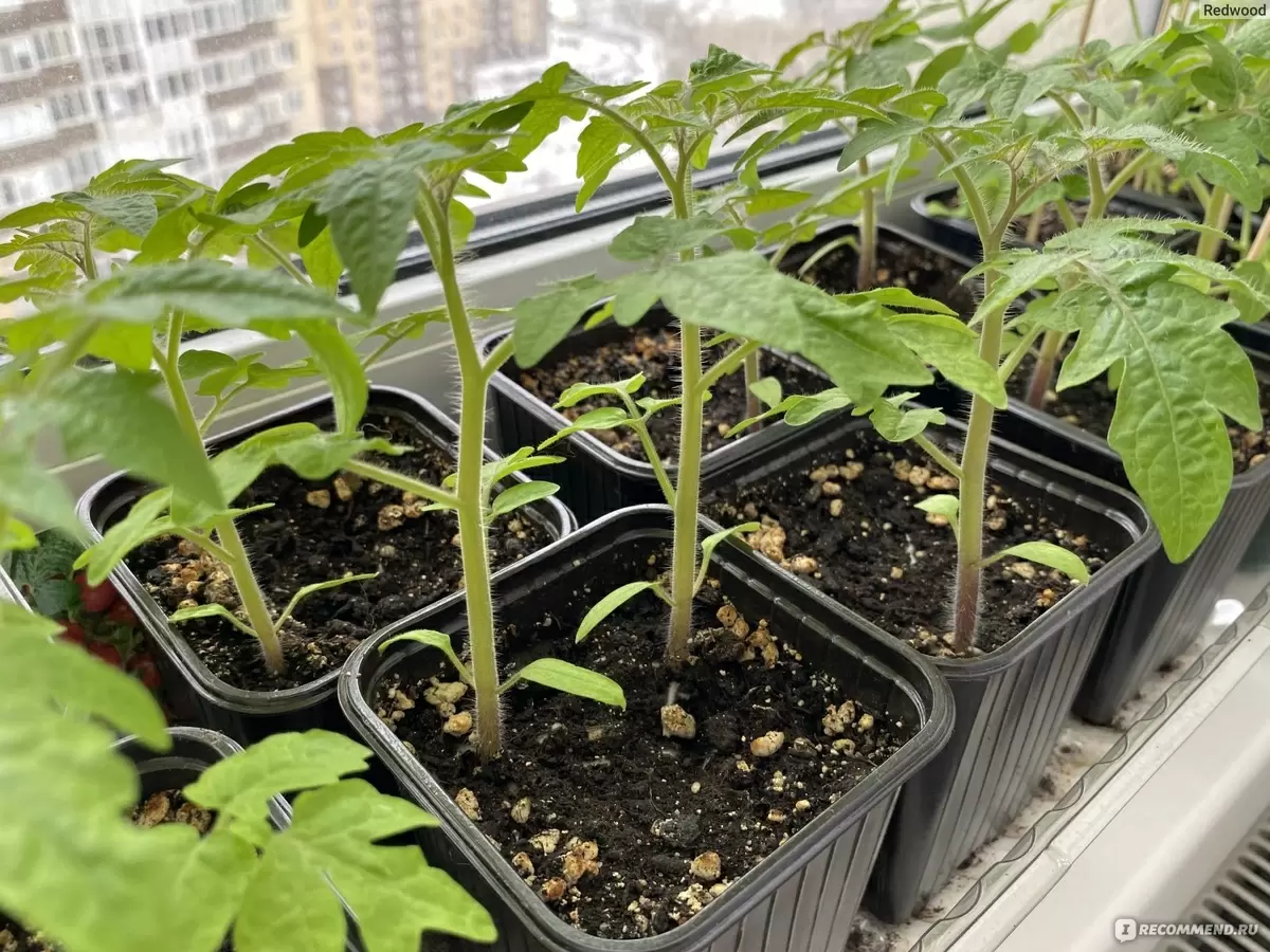 Как вырастить идеальные помидоры: практическое руководство