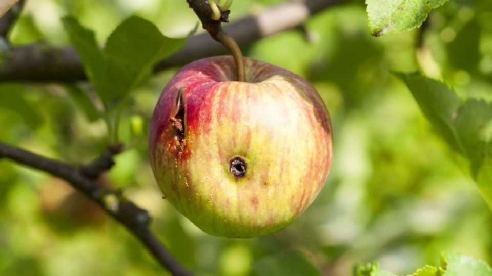 ��� �������� ������ �� �������� ������: ����������� ������ ������ � ������������