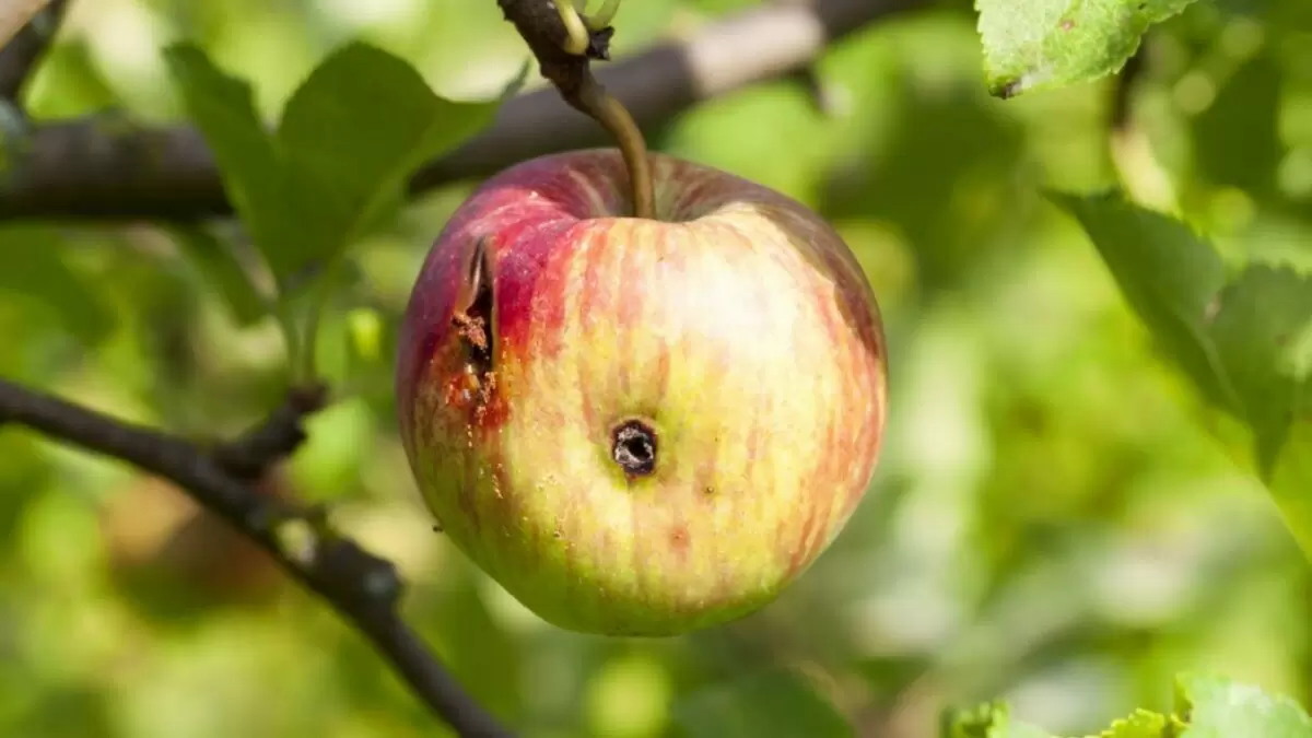 Как защитить яблоки от червивых гостей: эффективные методы борьбы с плодожорками