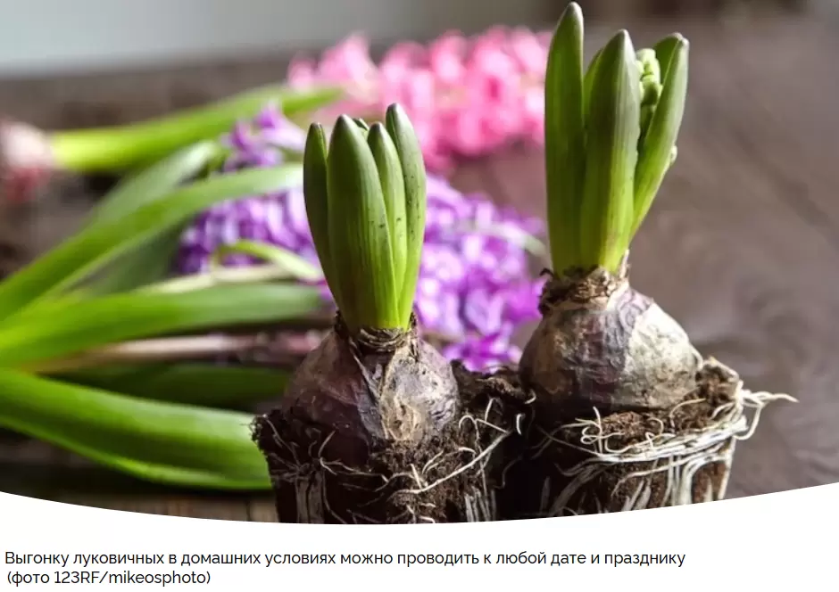 Как вырастить гиацинты к праздникам: секреты успешной выгонки