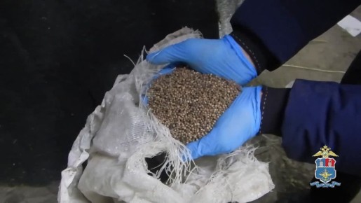 Полицейские накрыли подвал с «конопляной фермой» в Батайске