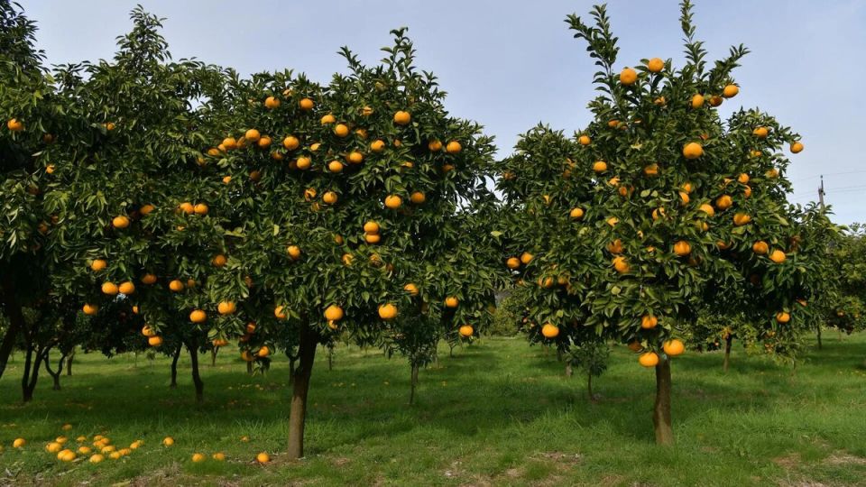 ���������� �������: ����������� � ������������� ��������