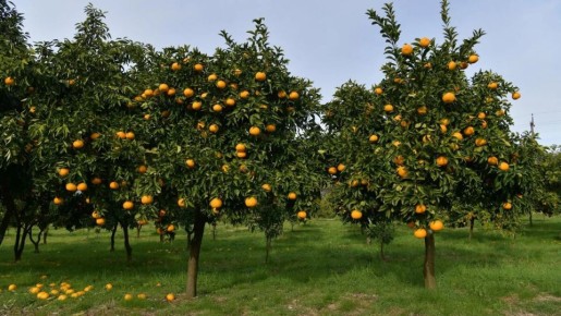 Цитрусовые Абхазии: возвращение к историческому наследию