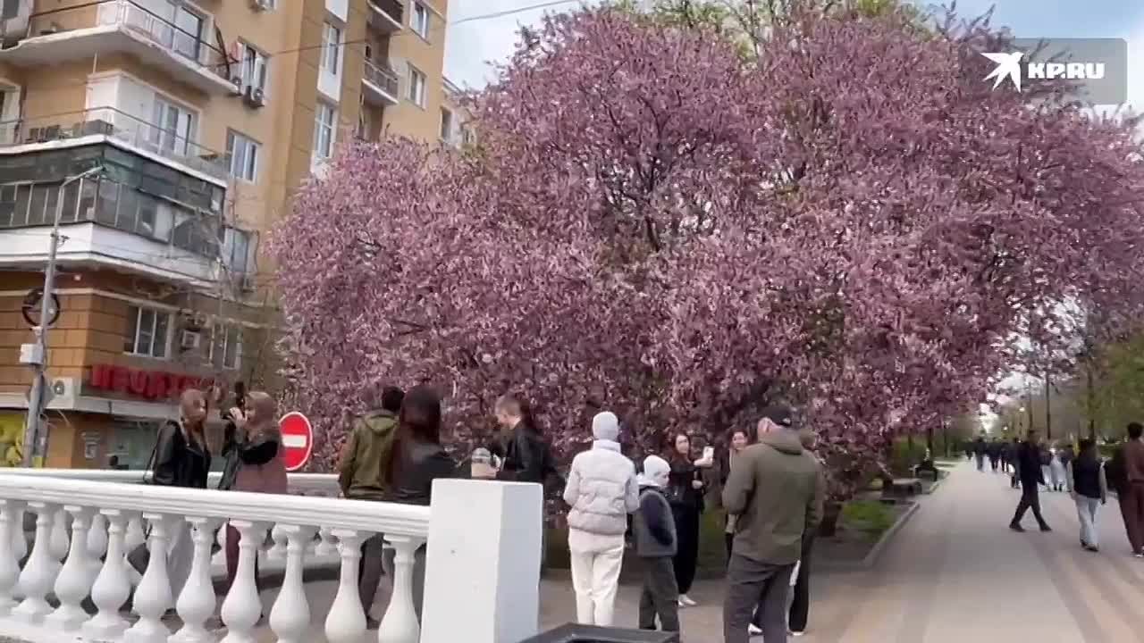 На Пушкинской выстроилась целая очередь из желающих сделать фото на фоне цветущей декоративной сливы