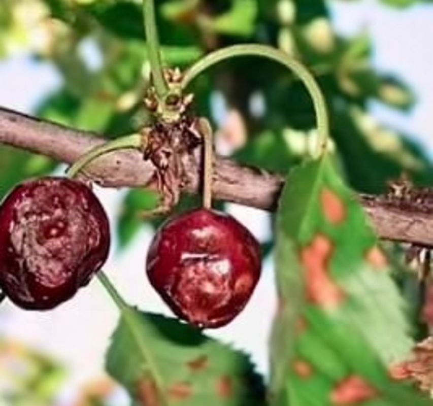 ��� ������ ��� �� ���������: ����������� ���� ������ ������