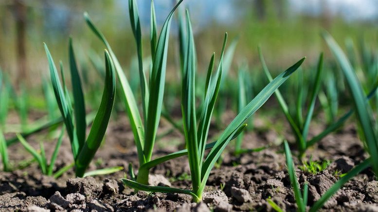 ����� ������� �������� �������� ������: ����, ������ � ������� ������