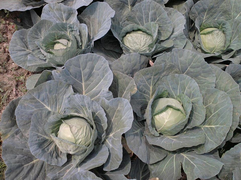 �������� �������: ������� ��������� �����������