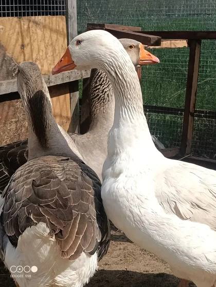 В парке «Лога» поселилась необычная гусыня В парке «Лога» поселилась необычная гусыня