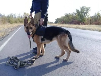 «Хотел найти деньги на билет»: в Каменском районе кинолог со служебной собакой задержали подозреваемого в краже