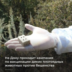 Весной на общедоступных охотничьих угодьях ветеринары совместно с сотрудниками областного минприроды и охотпользователями разложат несколько тысяч доз вакцины «Рабистав» против бешенства