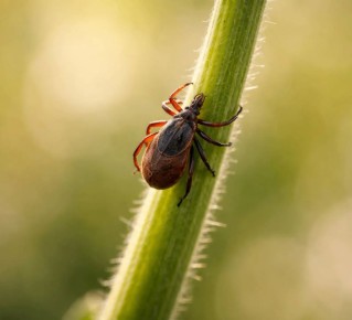 Более 6 тысяч россиян уже обратились к врачам из-за укусов клещей.