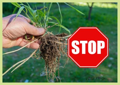 Как победить пырей на даче осенью: пошаговая инструкция