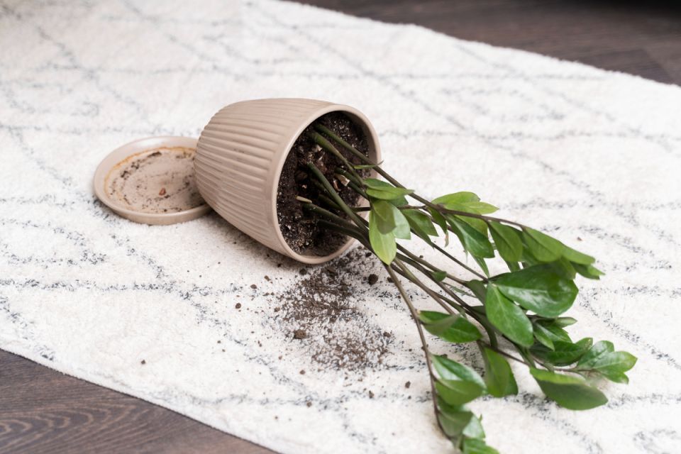 ��� ������� ��������� ������ ��� �������� �� ��������� ����������