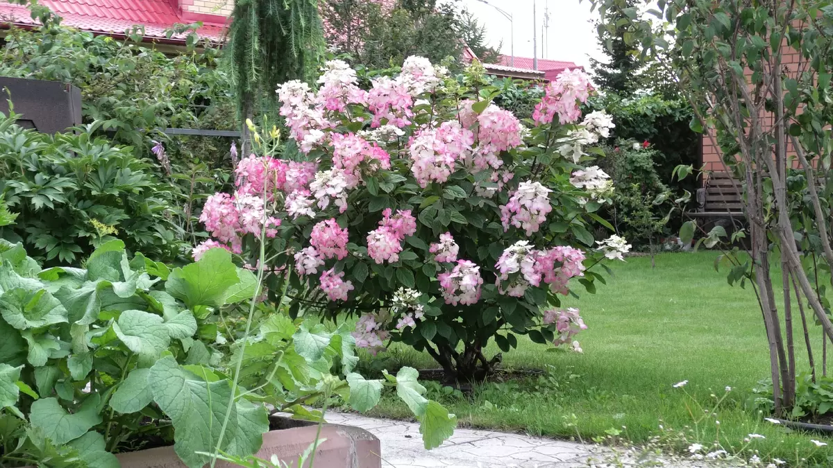 Как оживить старую метельчатую гортензию: секреты обрезки