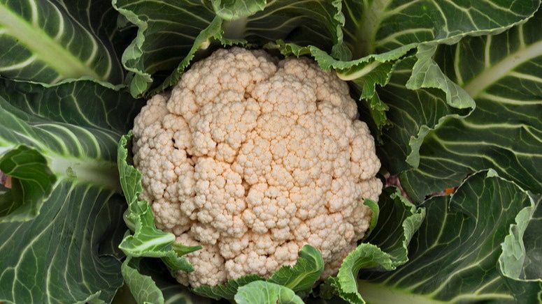 ����������� ������ ����������� ������� ������� ��� ������ �������