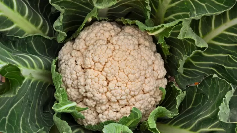 Эффективные методы выращивания цветной капусты без частых поливов