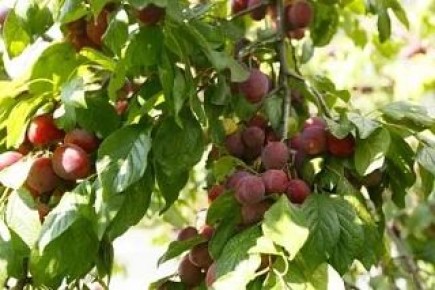 � 2026 ���� ����� �� ���� ������ ������ �����, ��������������� ������