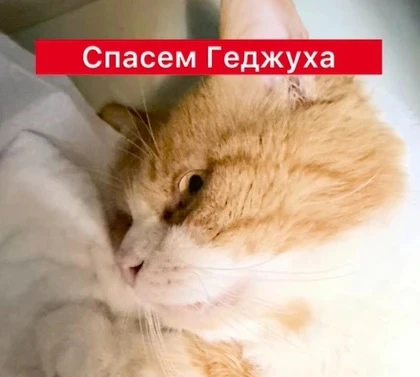 Ростовчанка выхаживает животных из Дагестана, которых спасли во время наводнения Ростовчанка выхаживает животных из Дагестана, которых спасли во время наводнения