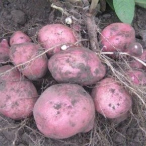 ��������� ������: ��������� ����� ��� ������ ������� � ���������� �����