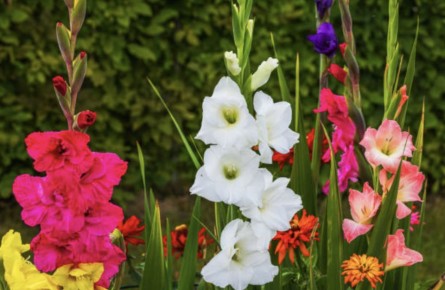 Как обеспечить гладиолусам пышное цветение на протяжении всего сезона