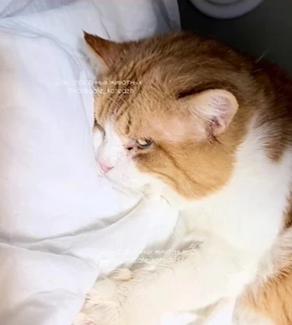 Ростовчанка выхаживает животных из Дагестана, которых спасли во время наводнения