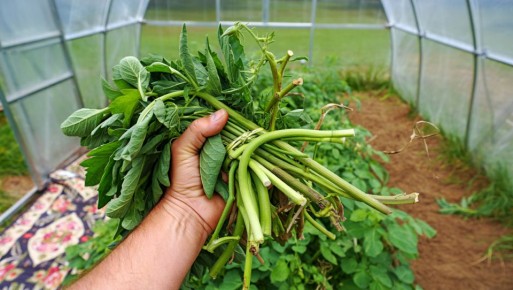 ����� ��������� ������: ��� �������� ����� ���������� ��������� � �������