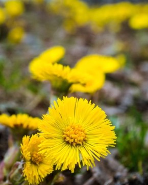 ��� ����-�-������ � ������� ���������� ������� ����� �����