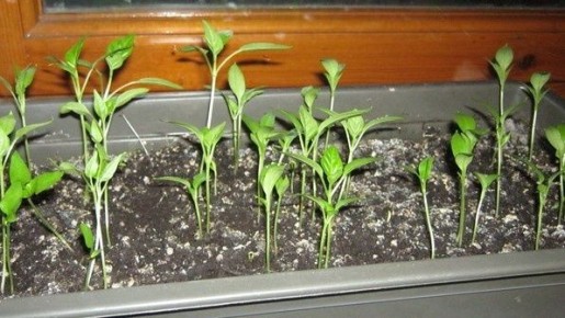 ������ ������� ��������� ������� ����� ��� ������� ������� � ����� �������