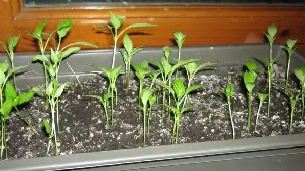 Лучшие секреты подкормки рассады перца для крепких стеблей и ярких листьев