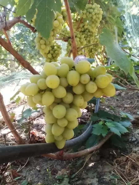 Виноград Мария: янтарные сердцевидные ягоды с ярким мускатом