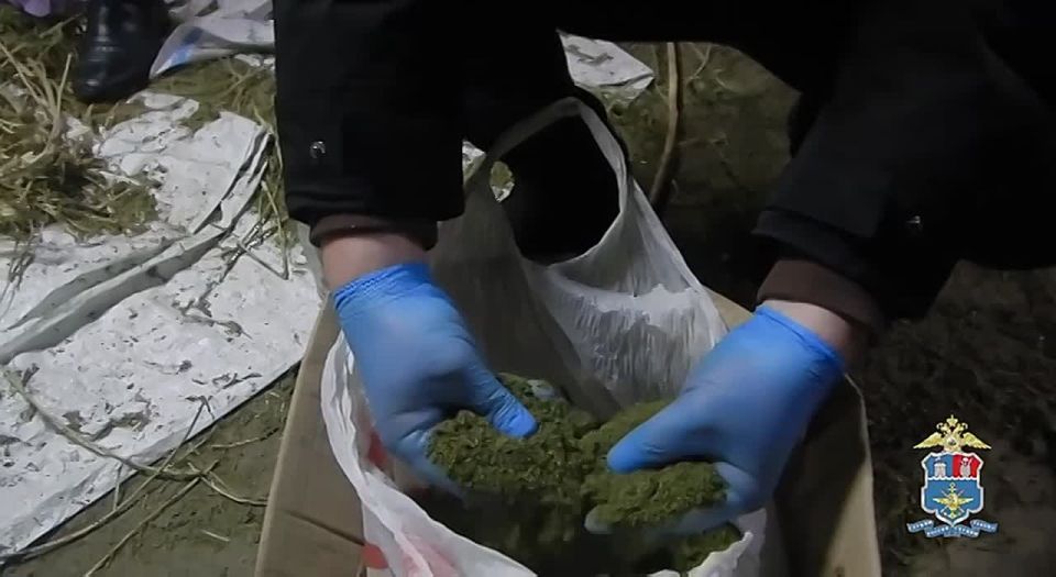 Теплицу для выращивания конопли в частном доме Батайска обнаружили наркополицейские на транспорте