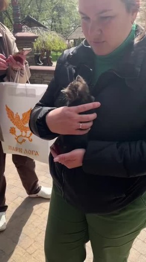 Кошка родила четверых котят на крыше — малыши едва не погибли при спуске