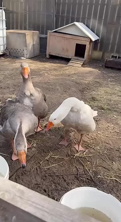 Гусеньки, спасенная военнослужащими обрела семью