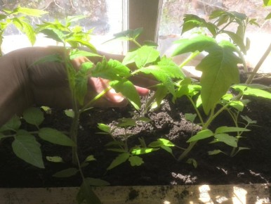 Как вырастить идеальные томаты: секреты ухода за популярными сортами